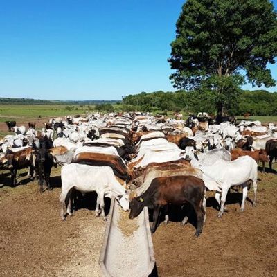 Servicio técnico de diagnóstico veterinario - ABC Rural - ABC Color