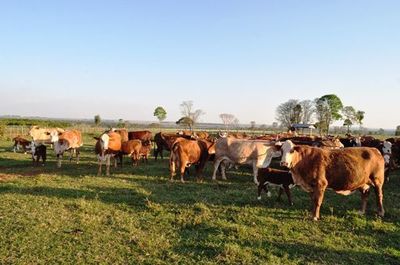 Avances en ciencias veterinarias - ABC Rural - ABC Color