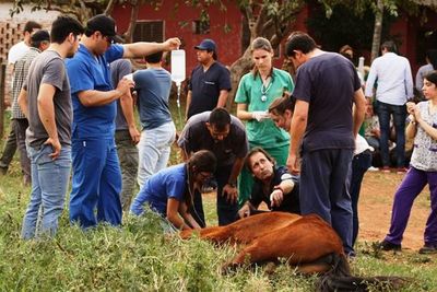 Ciencias Veterinarias- Proyección en el mercado laboral - ABC Rural - ABC Color