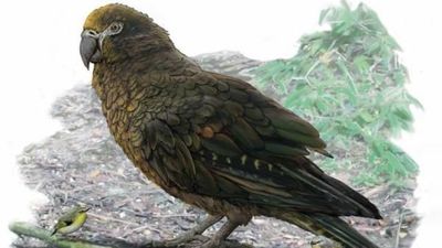 El loro más grande del mundo vivió hace 19 millones de años en Nueva Zelanda - Ciencia - ABC Color