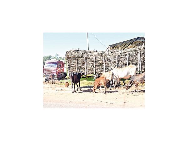 En Troche hubo represalia contra cañeros