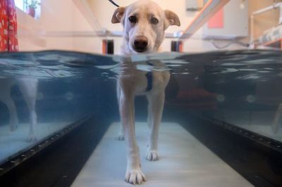 Las mascotas que son tratadas como humanos - Mascotas - ABC Color