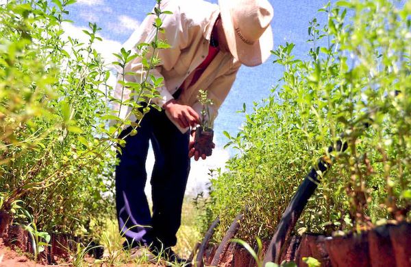 Pretenden aumentar envíos de productos orgánicos a Corea