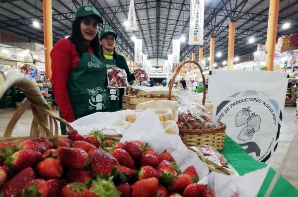 Frutillas frescas - Locales - ABC Color