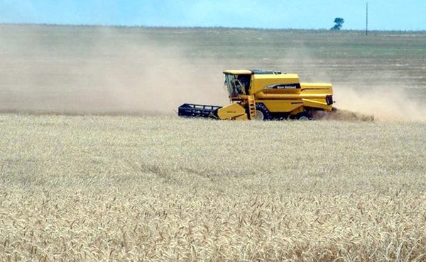 Productores del Alto Paraná, preocupados por el impacto de las heladas en el trigo