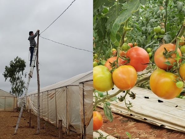 Santa Rosa; ultiman detalles para la primera edición de la "Expo Tomate" - Digital Misiones