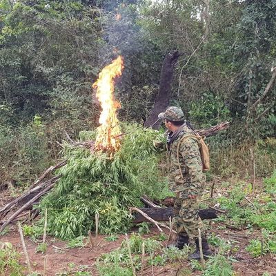 Destruyen diez hectáreas de marihuana en zona de Capitán Bado - Nacionales - ABC Color