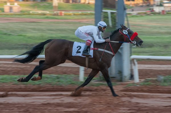 El turf pondrá en juego el premio República del Ecuador