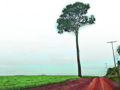 Cuenca de Itaipú  perdió 237 mil ha., pese a la Ley de Deforestación Cero