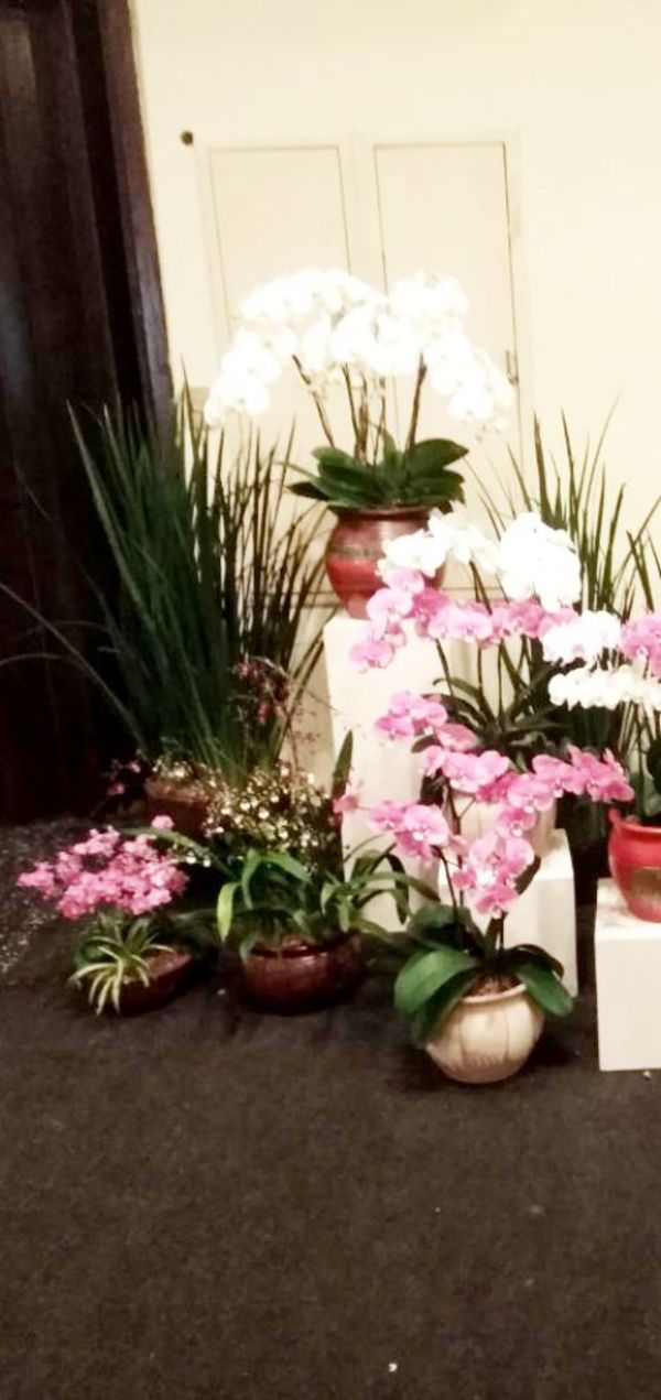 Expo de orquídeas - Locales - ABC Color