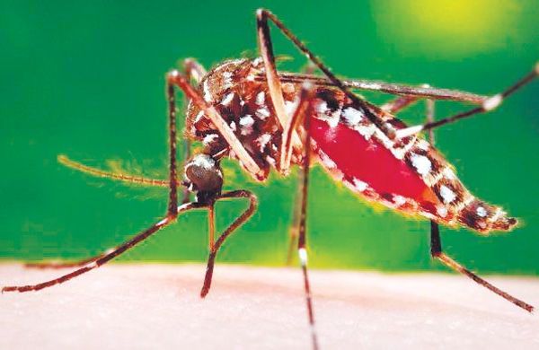 Salud ajusta labor de prevención ante posible brote de dengue  - Nacionales - ABC Color