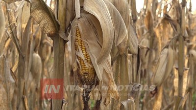 CAMPAÑA DE MAÍZ LLEGÓ AL 95% DE CULMINACIÓN