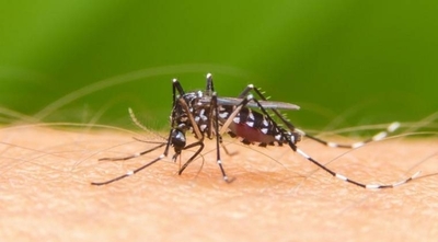 HOY / Ajustan labor de prevención frente a nuevo brote de dengue