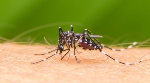 HOY / Ajustan labor de prevención frente a nuevo brote de dengue