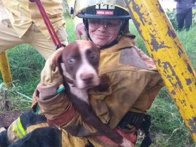 Perrita desaparecida fue rescatada del interior de un pozo