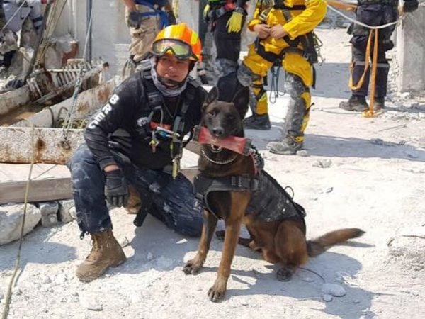 Muere Chichí, uno de los perros rescatistas del sismo en México