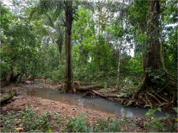 Preservar bosques tropicales para mitigar la crisis climática