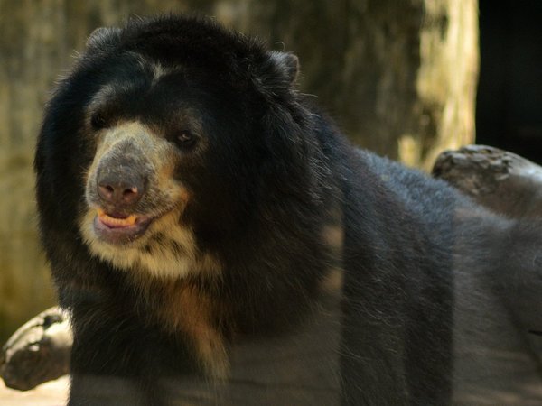 Chucho, centro de debate por los derechos de animales en Colombia