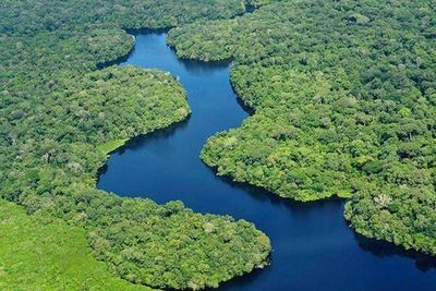 Preservar bosques tropicales es fundamental para mitigar la crisis climática - Ciencia - ABC Color