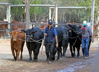 La genética bovina chaqueña atrae a criadores extranjeros