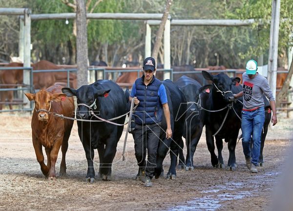 La genética bovina chaqueña atrae a criadores extranjeros