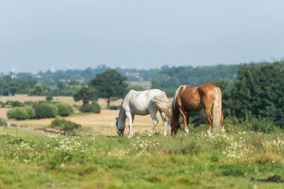 Los caballos también pueden sufrir una insolación  - Mascotas - ABC Color
