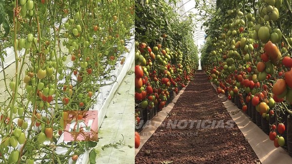 TRP: MUNICIPALIDAD RESPALDARÁ SEGUNDA ETAPA DE CAPACITACIÓN EN HORTICULTURA