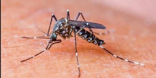 DESCIENDE EL NÚMERO DE CASOS DE DENGUE EN EL PAÍS