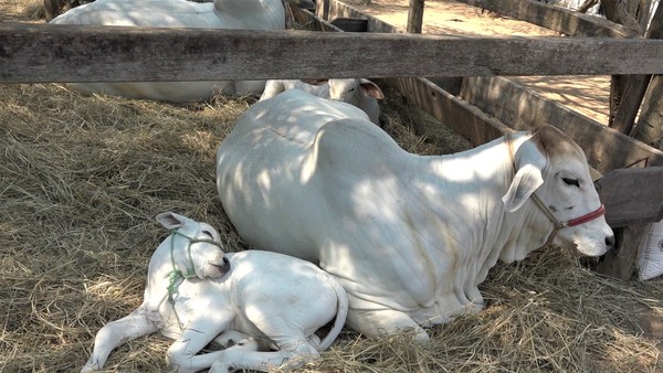 Brahman y Gelbvieh abren la semana de juzgamientos en la Expo Trebol