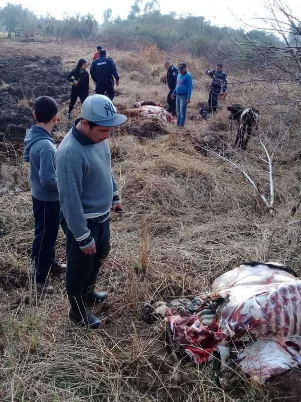 Desconocidos roban y faenan dos lecheras ajenas