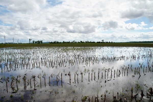 Por qué el informe del USDA genera más volatilidad en el mercado de granos