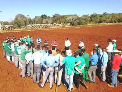 Alumnos de Escuela Agrícola de Itapúa inician cultivo de papa - ABC Rural - ABC Color