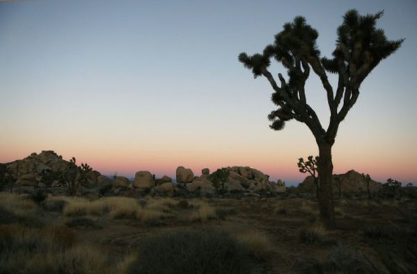 El cambio climático podría acabar con los árboles de Josué