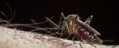 Dengue: Advierten que epidemia será más fuerte | Noticias Paraguay