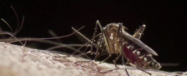 Dengue: Advierten que epidemia será más fuerte | Noticias Paraguay