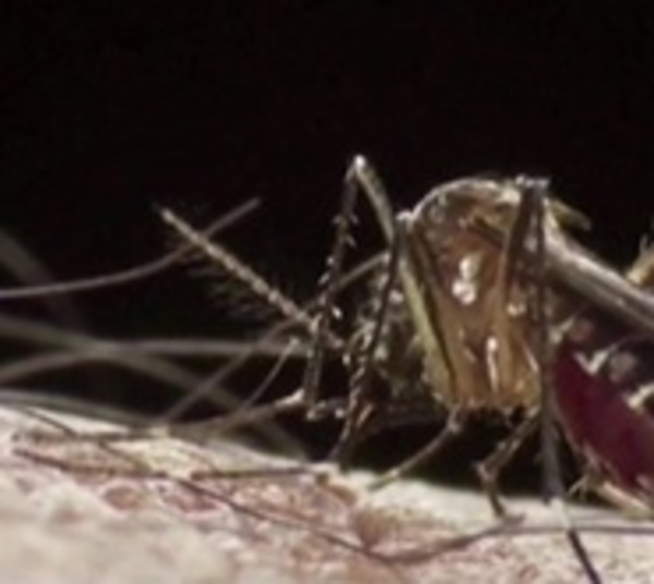 Dengue: Advierten que epidemia será más fuerte - Paraguay.com