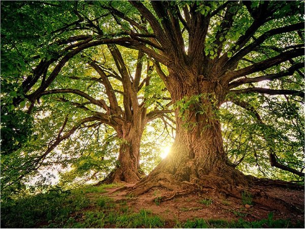Árboles y plantas podrán almacenar más CO2 a finales de siglo