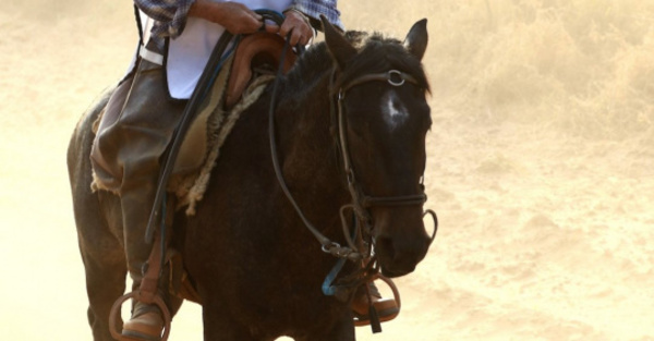Paró en medio de la competencia ¡por su caballo!