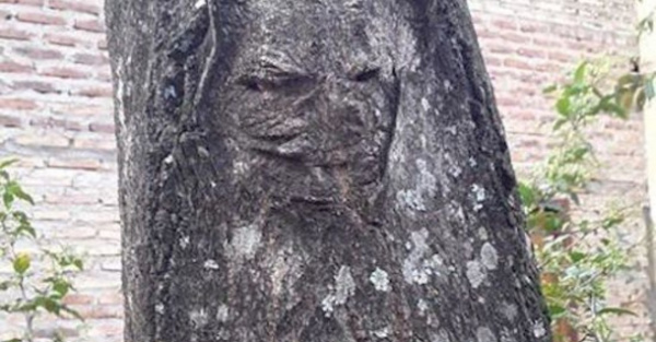 Rezan y piden a pa’i que “exorcice” ¡a un árbol!
