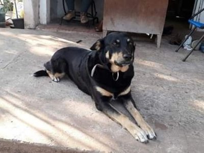 Firulai evitó que una joven sea asaltada