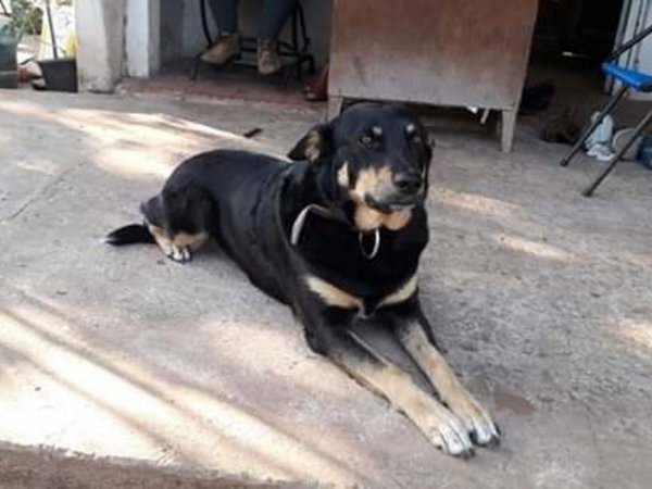 Firulai evitó que una joven sea asaltada