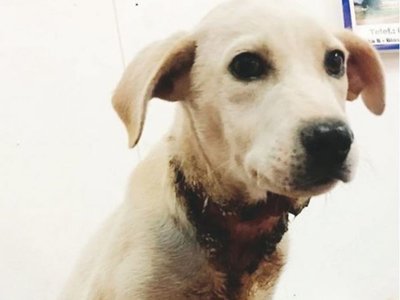Maltrató a perro y lo imputan