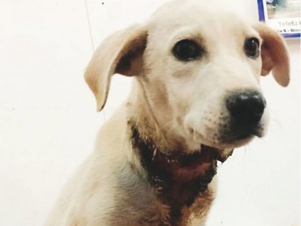 Maltrató a perro y lo imputan