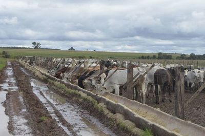 Engorde vacuno puede ajustarse al productor - ABC Rural - ABC Color