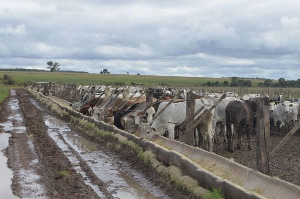 Engorde vacuno puede ajustarse al productor - ABC Rural - ABC Color