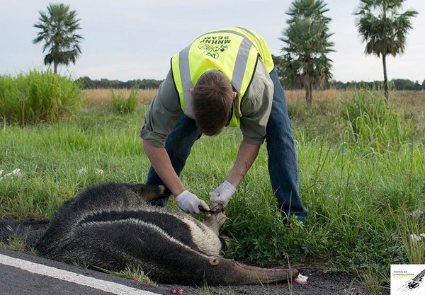 Buscan reducir la muerte de animales en carretera para conservar la fauna » Ñanduti