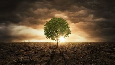 Árboles y plantas podrán almacenar más CO2 a finales de siglo, según estudio - Ciencia - ABC Color