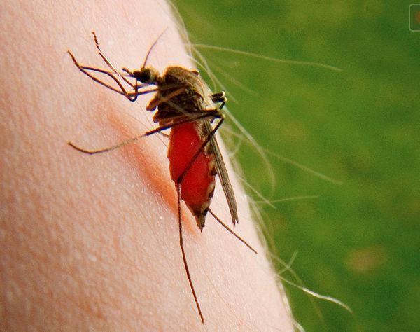 Salud evalúa enviar misión a Centroamérica para apoyar lucha contra dengue - Nacionales - ABC Color