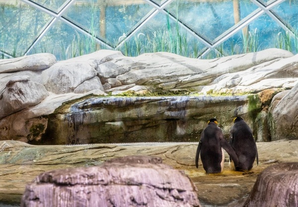 Pareja de pingüinos homosexuales adoptaron un huevo en el zoo de Berlín