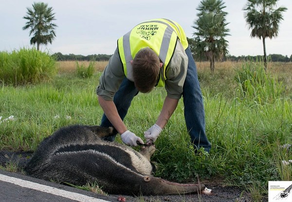 Buscan reducir muerte de animales en carretera del Chaco